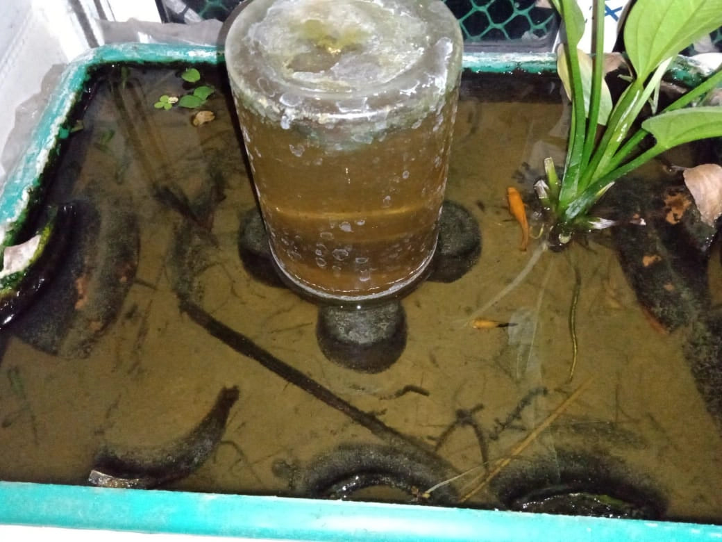 Premium Aquarium Solutions in Kolkata: Stress-Free Maintenance & Clear Water
Experience a thriving, crystal-clear aquatic ecosystem in your Kolkata home or business with our comprehensive aquarium services. We offer regular maintenance, creative aqua-scaping, thorough cleaning, and efficient repair, minimizing water changes and ensuring no dying fish, algae, or ammonia. Dive into the beauty and tranquillity of a well-maintained pond or aquarium, tailored to your unique needs in Kolkata.