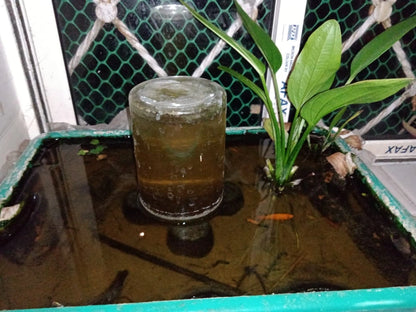 Premium Aquarium Solutions in Kolkata: Stress-Free Maintenance &amp; Clear Water

Experience a thriving, crystal-clear aquatic ecosystem in your Kolkata home or business with our comprehensive aquarium services. We offer regular maintenance, creative aqua-scaping, thorough cleaning, and efficient repair, minimizing water changes and ensuring no dying fish, algae, or ammonia. Dive into the beauty and tranquillity of a well-maintained pond or aquarium, tailored to your unique needs in Kolkata.