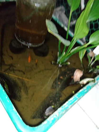 Premium Aquarium Solutions in Kolkata: Stress-Free Maintenance &amp; Clear Water

Experience a thriving, crystal-clear aquatic ecosystem in your Kolkata home or business with our comprehensive aquarium services. We offer regular maintenance, creative aqua-scaping, thorough cleaning, and efficient repair, minimizing water changes and ensuring no dying fish, algae, or ammonia. Dive into the beauty and tranquillity of a well-maintained pond or aquarium, tailored to your unique needs in Kolkata.