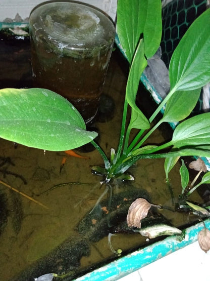 Premium Aquarium Solutions in Kolkata: Stress-Free Maintenance &amp; Clear Water

Experience a thriving, crystal-clear aquatic ecosystem in your Kolkata home or business with our comprehensive aquarium services. We offer regular maintenance, creative aqua-scaping, thorough cleaning, and efficient repair, minimizing water changes and ensuring no dying fish, algae, or ammonia. Dive into the beauty and tranquillity of a well-maintained pond or aquarium, tailored to your unique needs in Kolkata.