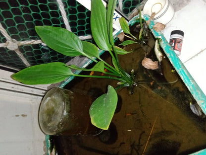 Premium Aquarium Solutions in Kolkata: Stress-Free Maintenance &amp; Clear Water

Experience a thriving, crystal-clear aquatic ecosystem in your Kolkata home or business with our comprehensive aquarium services. We offer regular maintenance, creative aqua-scaping, thorough cleaning, and efficient repair, minimizing water changes and ensuring no dying fish, algae, or ammonia. Dive into the beauty and tranquillity of a well-maintained pond or aquarium, tailored to your unique needs in Kolkata.