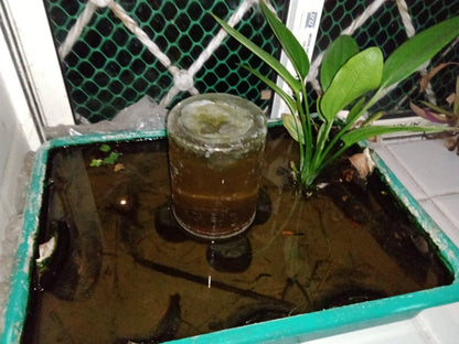 Premium Aquarium Solutions in Kolkata: Stress-Free Maintenance &amp; Clear Water

Experience a thriving, crystal-clear aquatic ecosystem in your Kolkata home or business with our comprehensive aquarium services. We offer regular maintenance, creative aqua-scaping, thorough cleaning, and efficient repair, minimizing water changes and ensuring no dying fish, algae, or ammonia. Dive into the beauty and tranquillity of a well-maintained pond or aquarium, tailored to your unique needs in Kolkata.